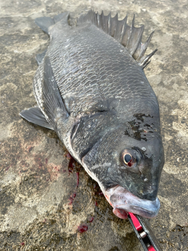 クロダイの釣果