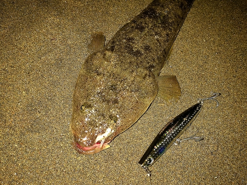 マゴチの釣果