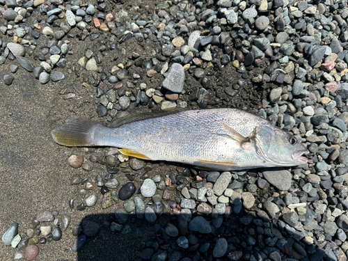 イシモチの釣果