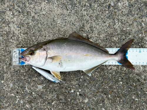 ショゴの釣果