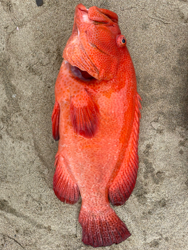 アザハタの釣果