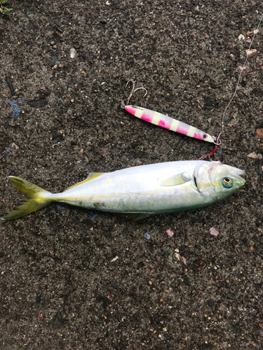 ワカシの釣果