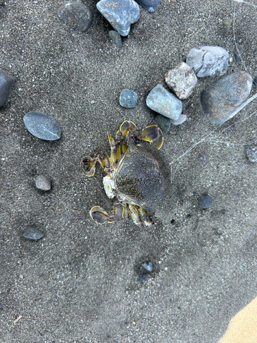 カニの釣果