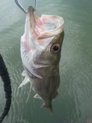 スズキの釣果