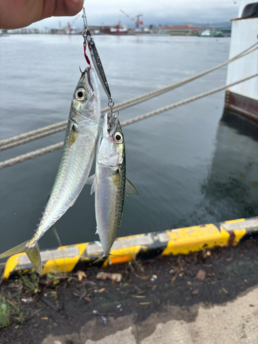 サバの釣果