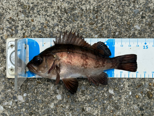 シロメバルの釣果