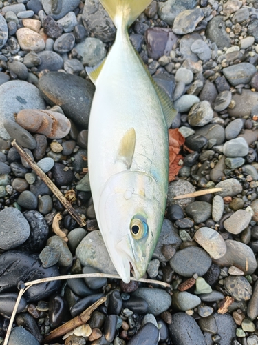 ワカシの釣果