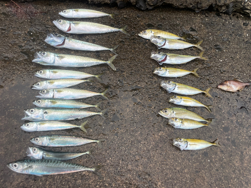 サバの釣果