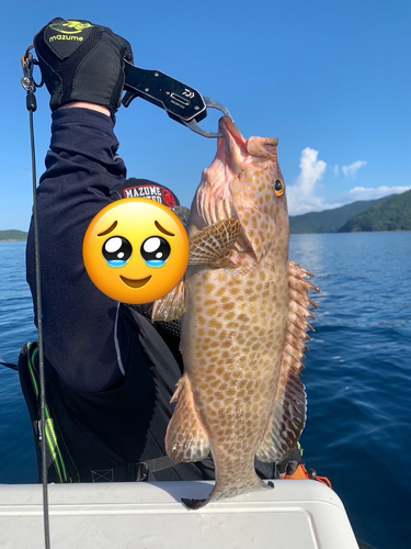 オオモンハタの釣果