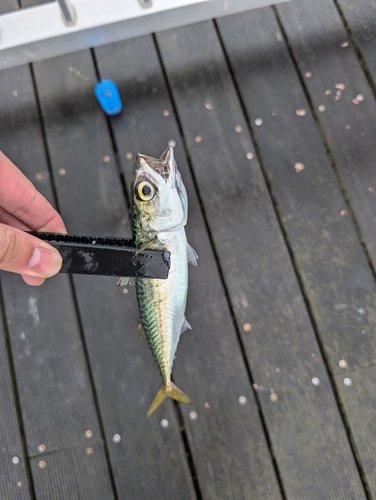 サバの釣果