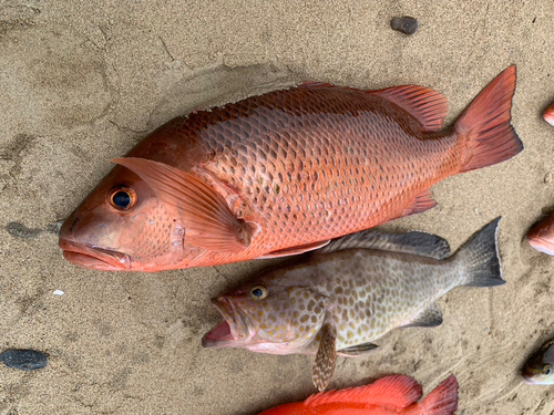 ゴマフエダイの釣果