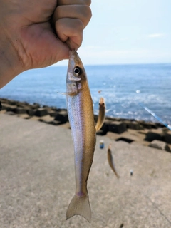 キスの釣果