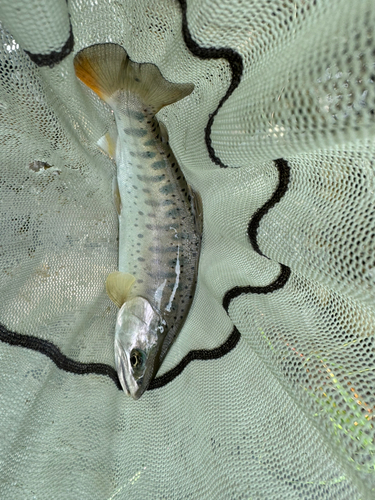 ヤマメの釣果