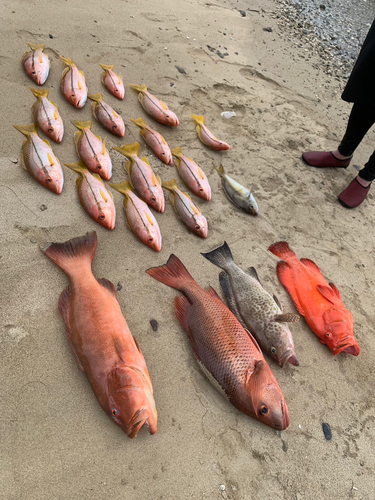 タテフエダイの釣果