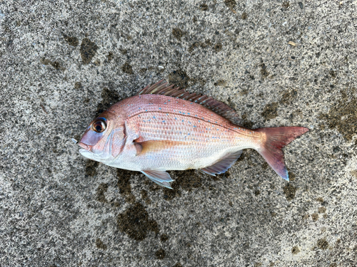 マダイの釣果