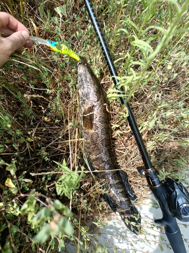 カムルチーの釣果