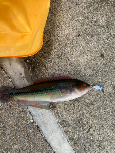 キュウセンの釣果