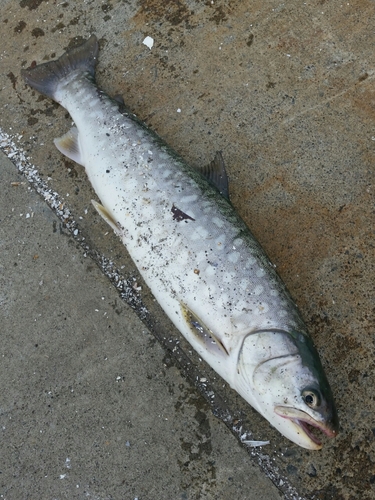 アメマスの釣果