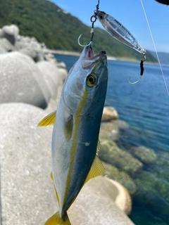 ツバスの釣果