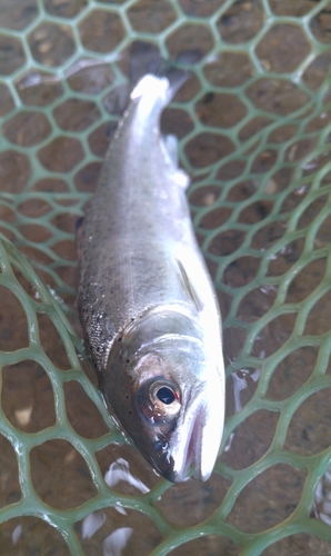 ホウライマスの釣果