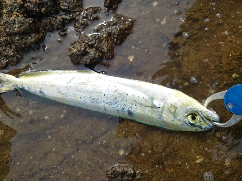 シイラの釣果