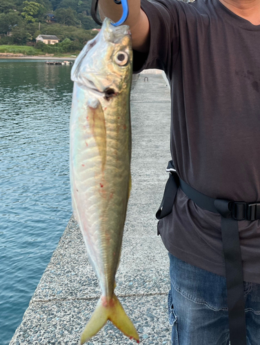 マルアジの釣果