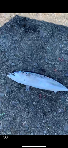 ソウダガツオの釣果