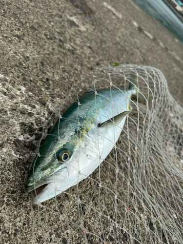 イナダの釣果