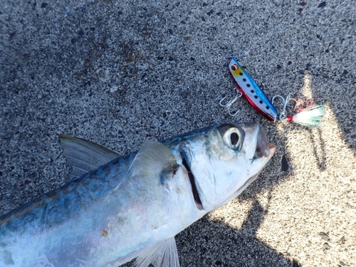 マサバの釣果