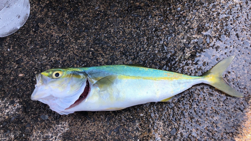 ツバスの釣果