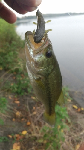 ラージマウスバスの釣果