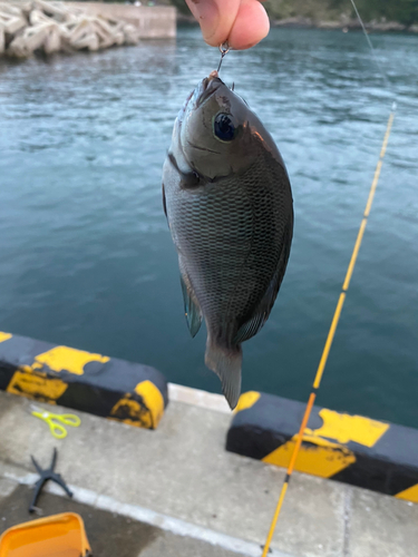 メジナの釣果