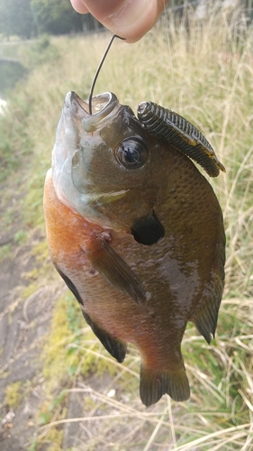 ブルーギルの釣果