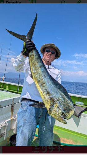 シイラの釣果