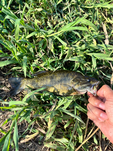 スモールマウスバスの釣果