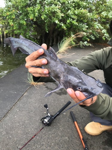 アメリカナマズの釣果