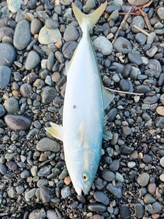 ワカシの釣果