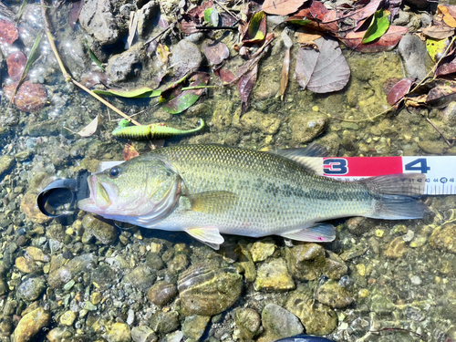 ブラックバスの釣果