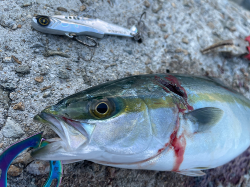 ツバスの釣果