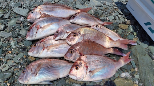 マダイの釣果