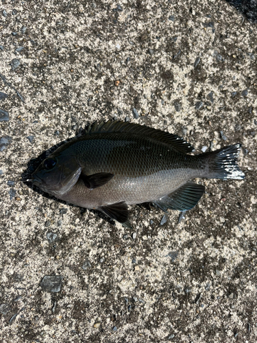 メジナの釣果