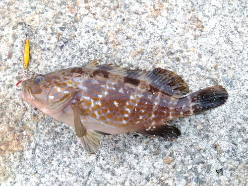 キジハタの釣果