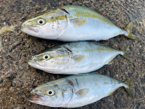 ツバスの釣果