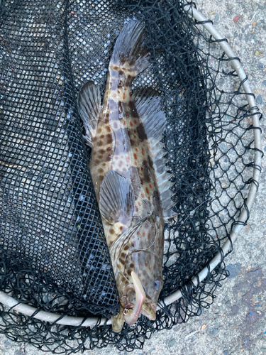 チャイロマルハタの釣果