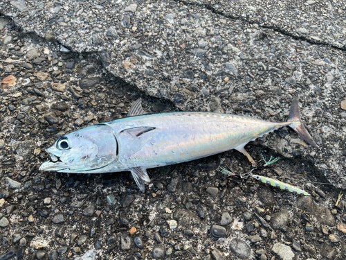 ソウダガツオの釣果