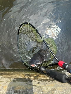 アメリカナマズの釣果