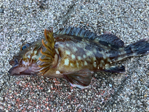 カサゴの釣果