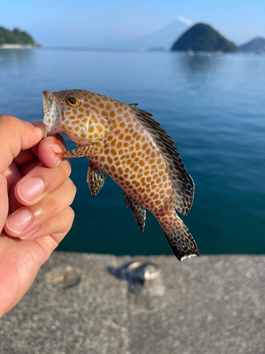 オオモンハタの釣果