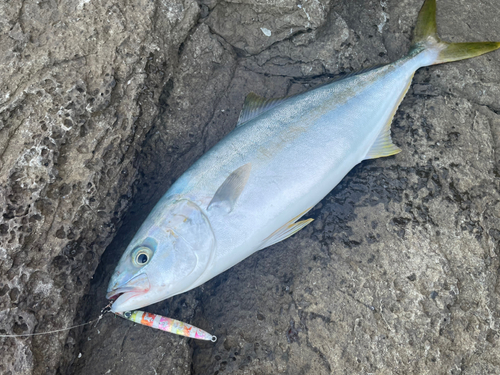 ヒラマサの釣果