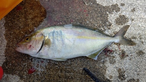 ショゴの釣果